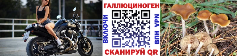 Купить  Гуково  Галлюциногенные грибы Psilocybe 
